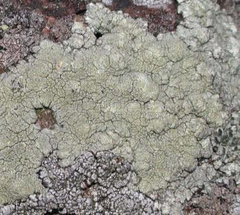 Lecanora sulphurea